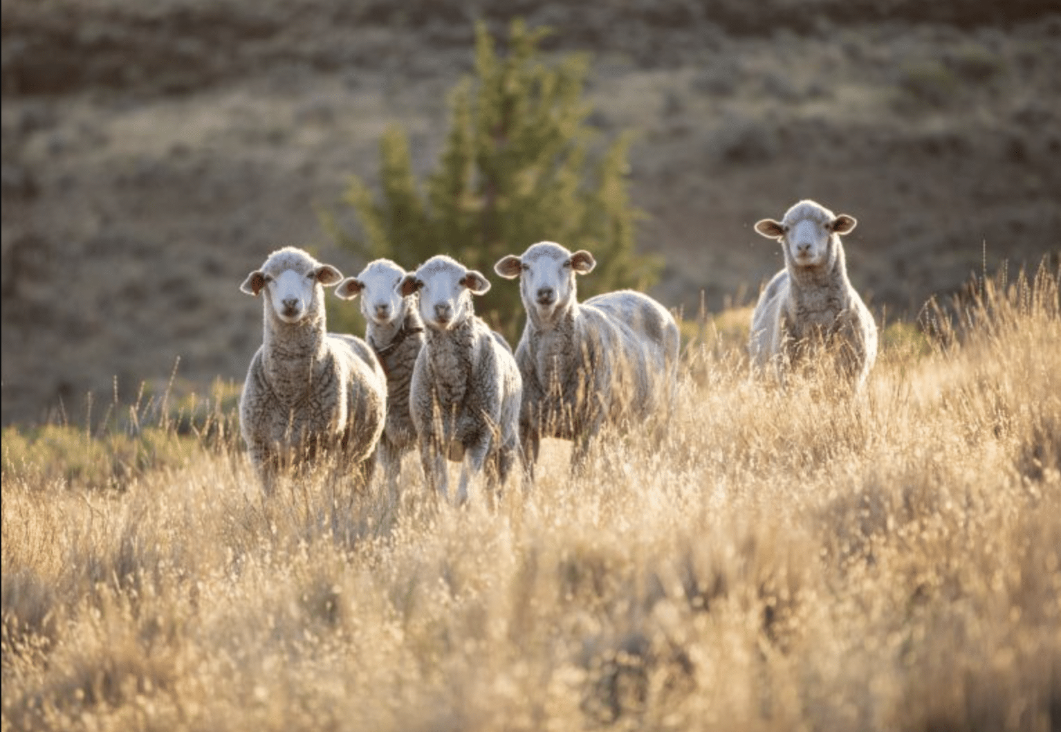 wool